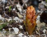 genus Orobanche. Молодой побег. Краснодарский край, Мостовский р-н, окр. пос. Кировский, участок хребта Передового между горами Шапка и Сундуки, 1890 м н.у.м., каменистый склон у входа в грот. 21.05.2019.