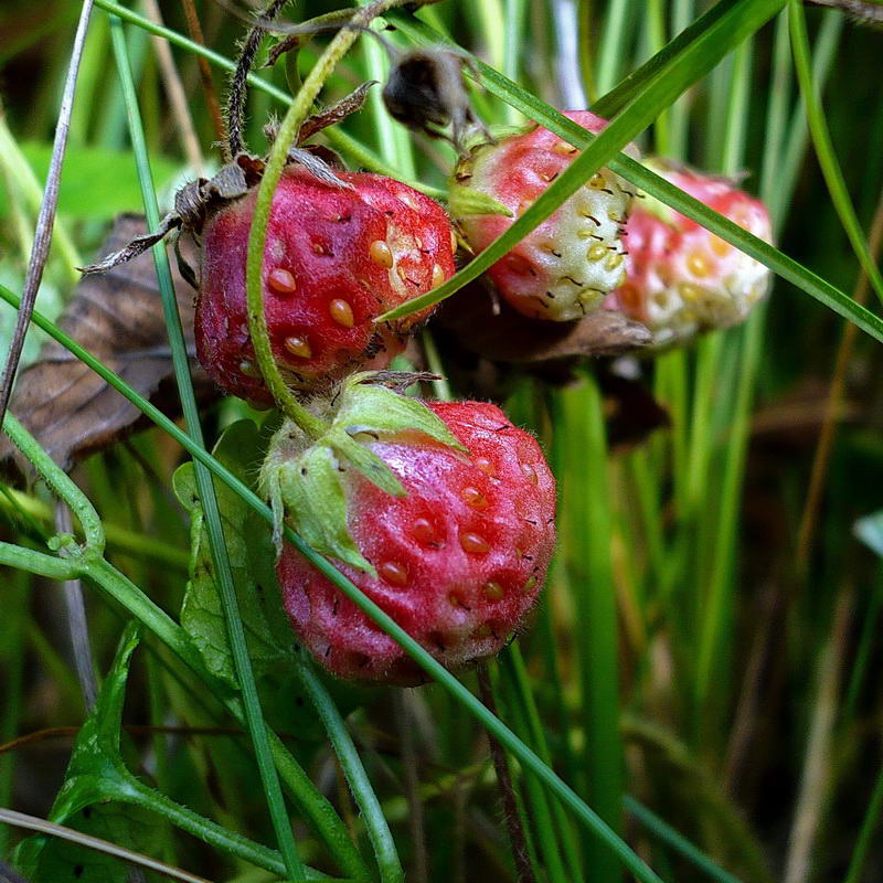 Image of Fragaria viridis specimen.