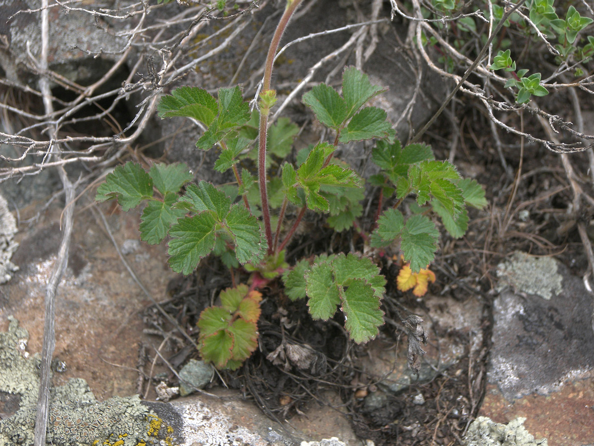 Изображение особи Potentilla foliosa.