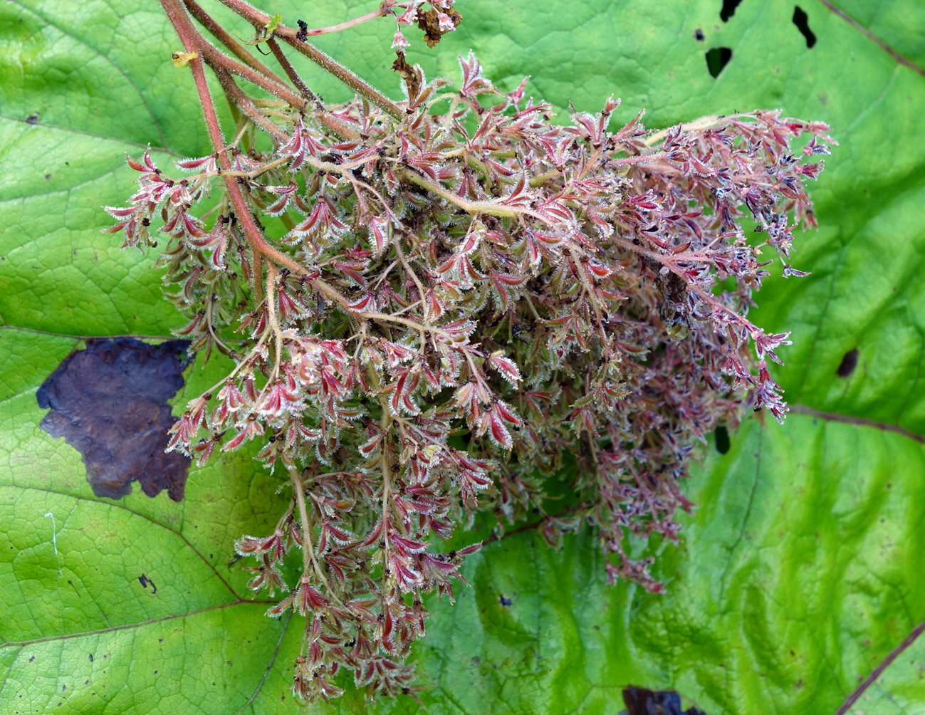 Image of Filipendula camtschatica specimen.