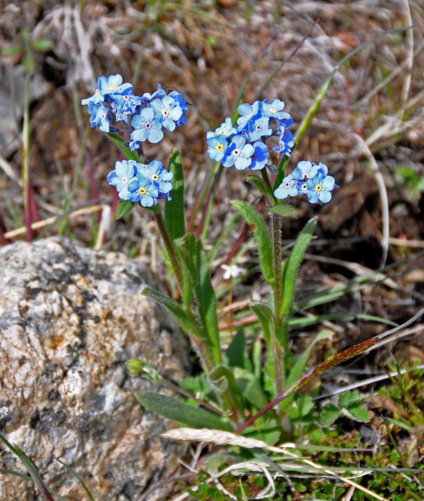 Image of Myosotis austrosibirica specimen.