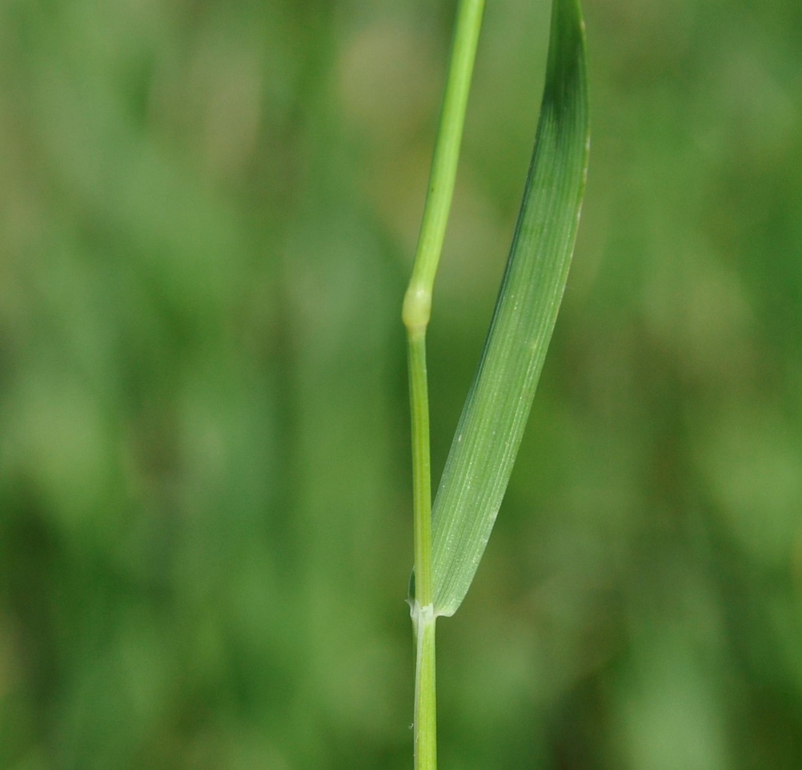 Image of Alopecurus utriculatus specimen.