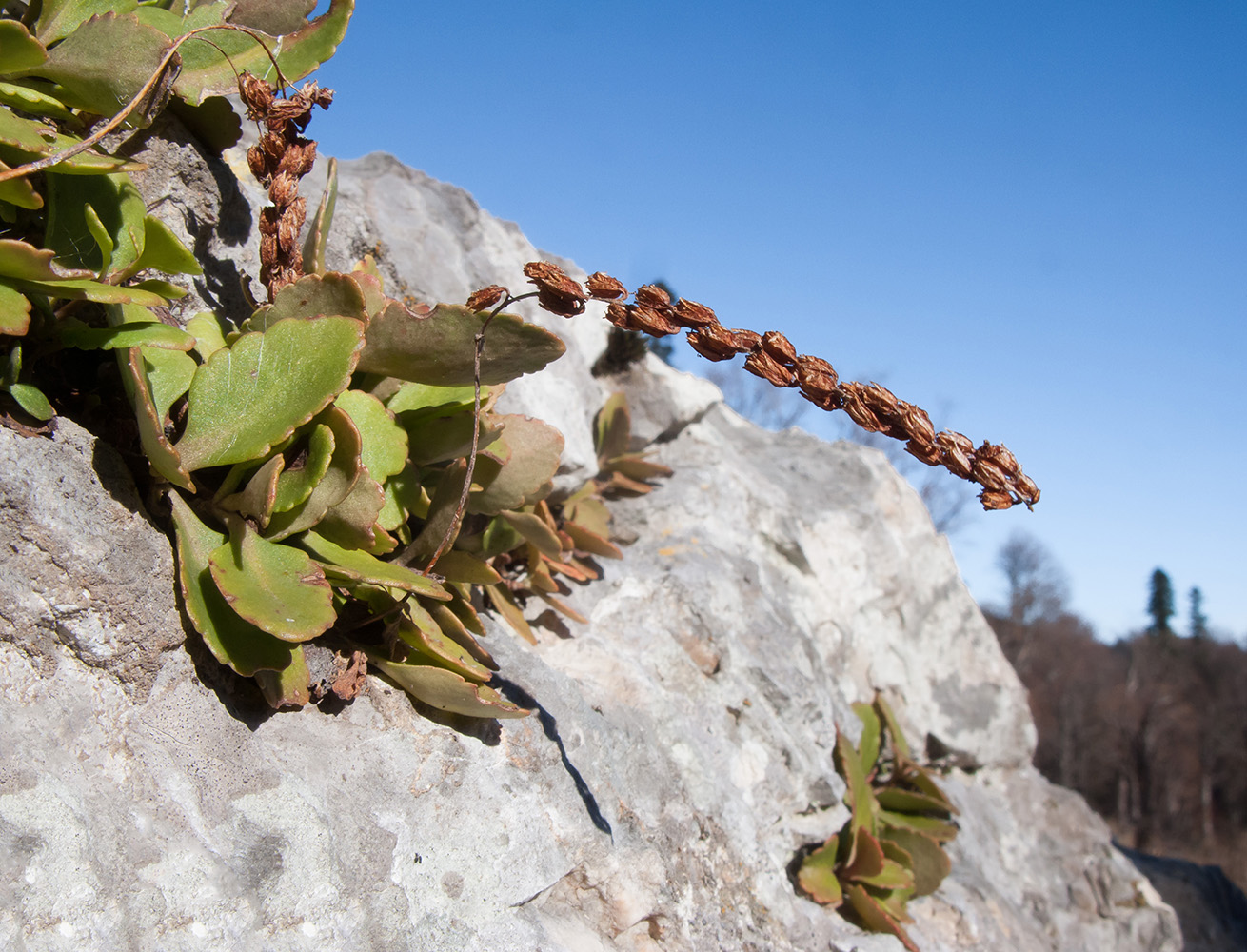 Image of Chiastophyllum oppositifolium specimen.