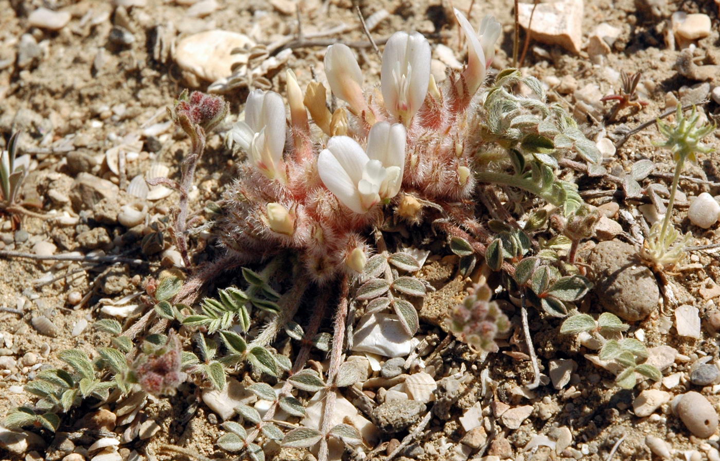 Image of Astragalus scabrisetus specimen.