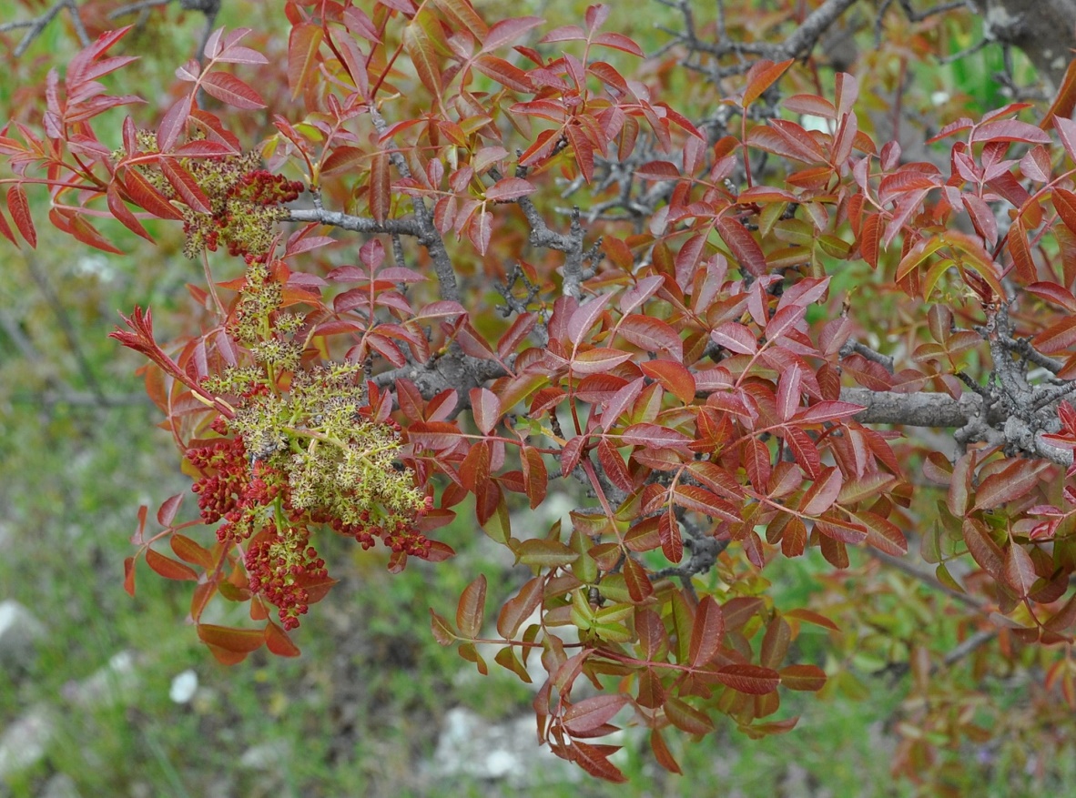 Изображение особи Pistacia terebinthus.