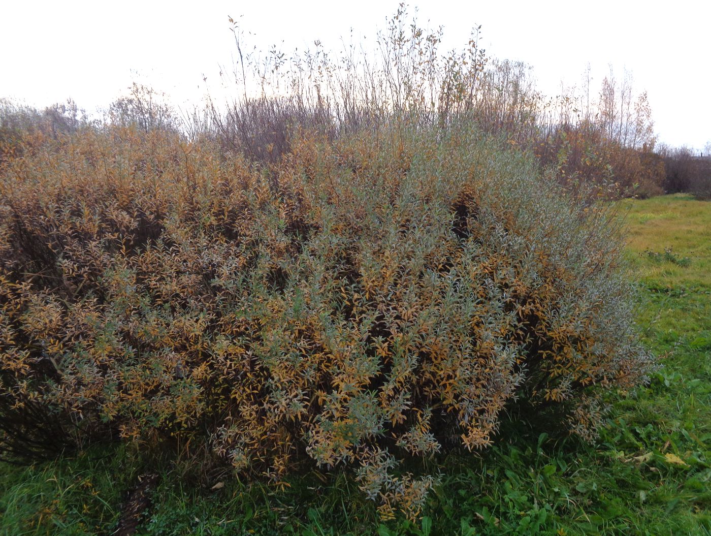 Image of Salix rosmarinifolia specimen.