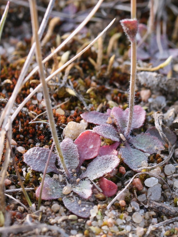 Image of Arabidopsis thaliana specimen.