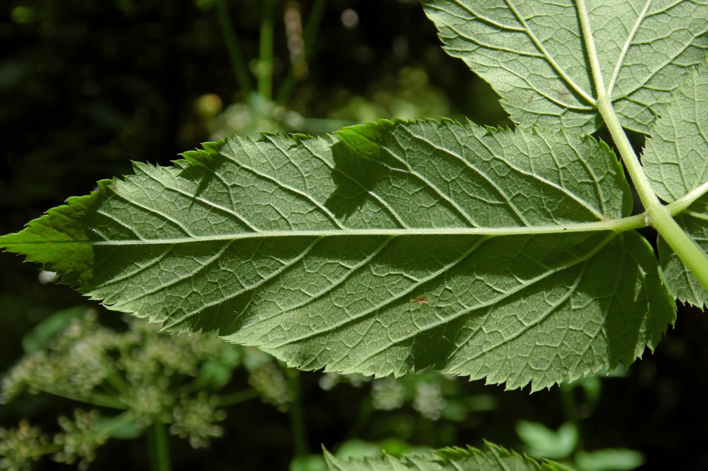 Image of Aegopodium podagraria specimen.