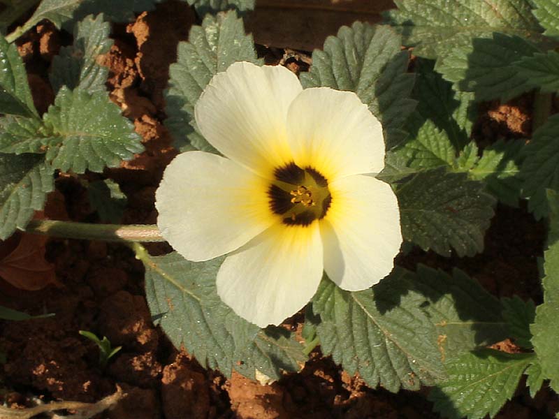 Image of Turnera subulata specimen.