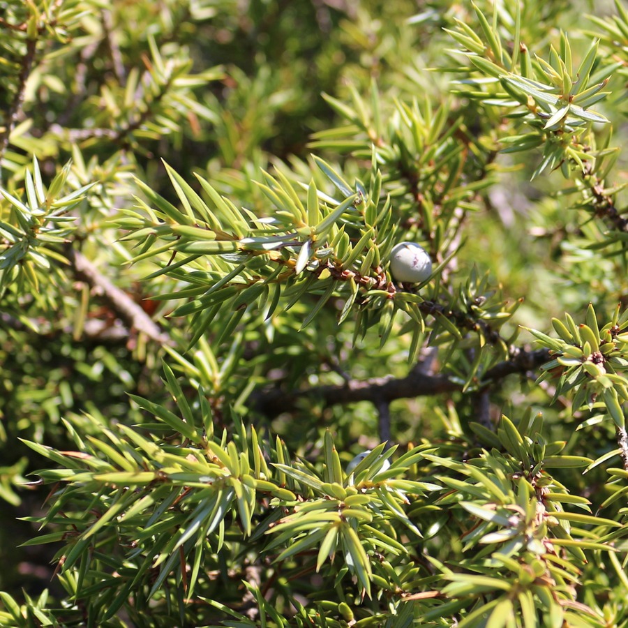 Изображение особи Juniperus hemisphaerica.