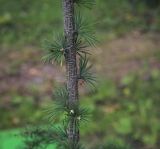 Larix principis-rupprechtii. Часть ствола молодого дерева. Санкт-Петербург, Ботанический сад БИН РАН, дендрарий. 10.09.2020.