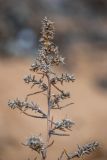 Salsola pontica