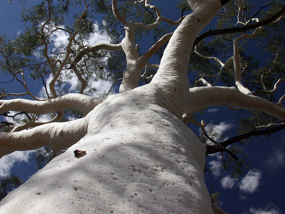 Image of Corymbia aparrerinja specimen.