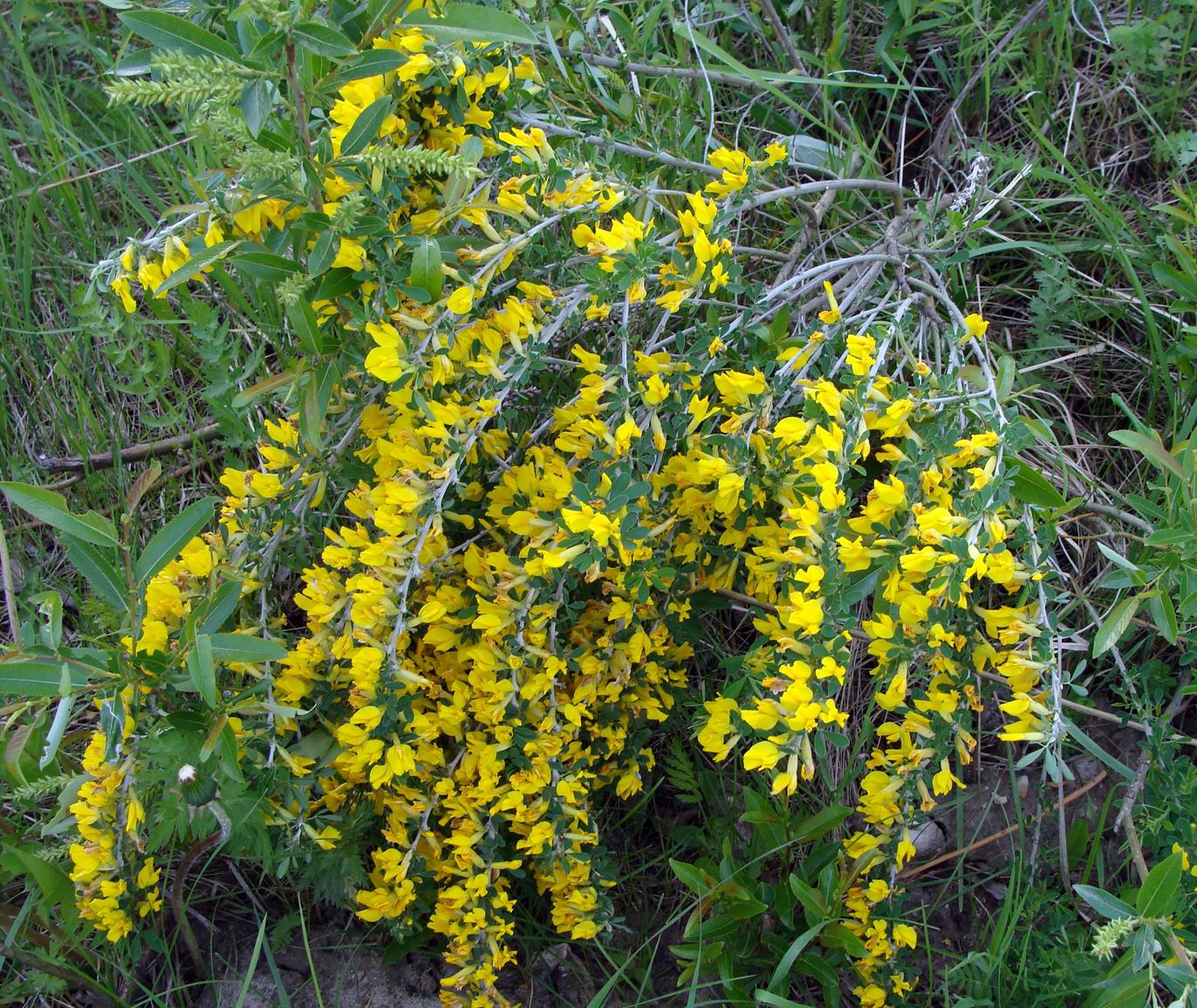 Image of Chamaecytisus ruthenicus specimen.