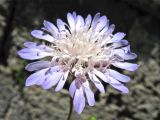 Knautia integrifolia подвид urvillei. Соцветие. Греция, о. Родос, г. Родос, Родосская крепость (Дворец великих магистров), на газоне. 8 мая 2011 г.