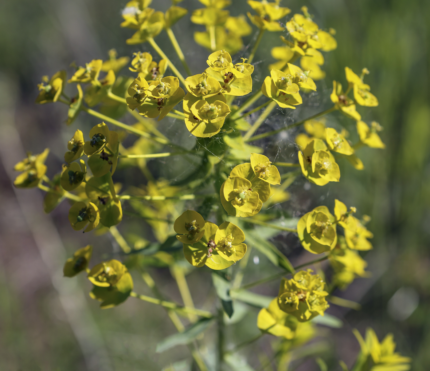 Изображение особи Euphorbia virgata.