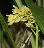 семейство Orchidaceae. Соцветие. Перу, регион Куско, провинция Урубамба, окр. г. Machupicchu, ботанический сад \"Jardines de Mandor\". 20.10.2019.