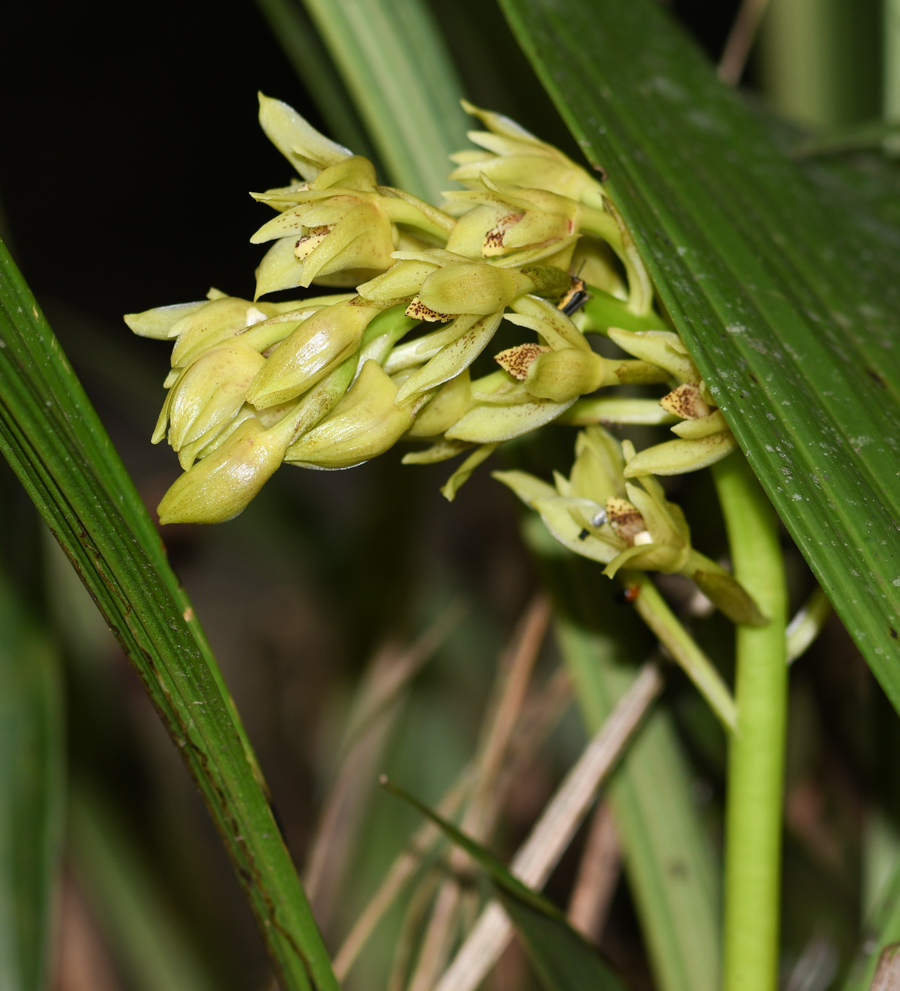 Image of familia Orchidaceae specimen.