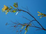 Nicotiana glauca. Верхушка ветви с соцветиями и сухой веточкой с сухими плодами. Греция, Эгейское море, о. Сирос, пос. Манна (Μάννα), обочина автодороги, рядом с автосервисом. 26.04.2021.