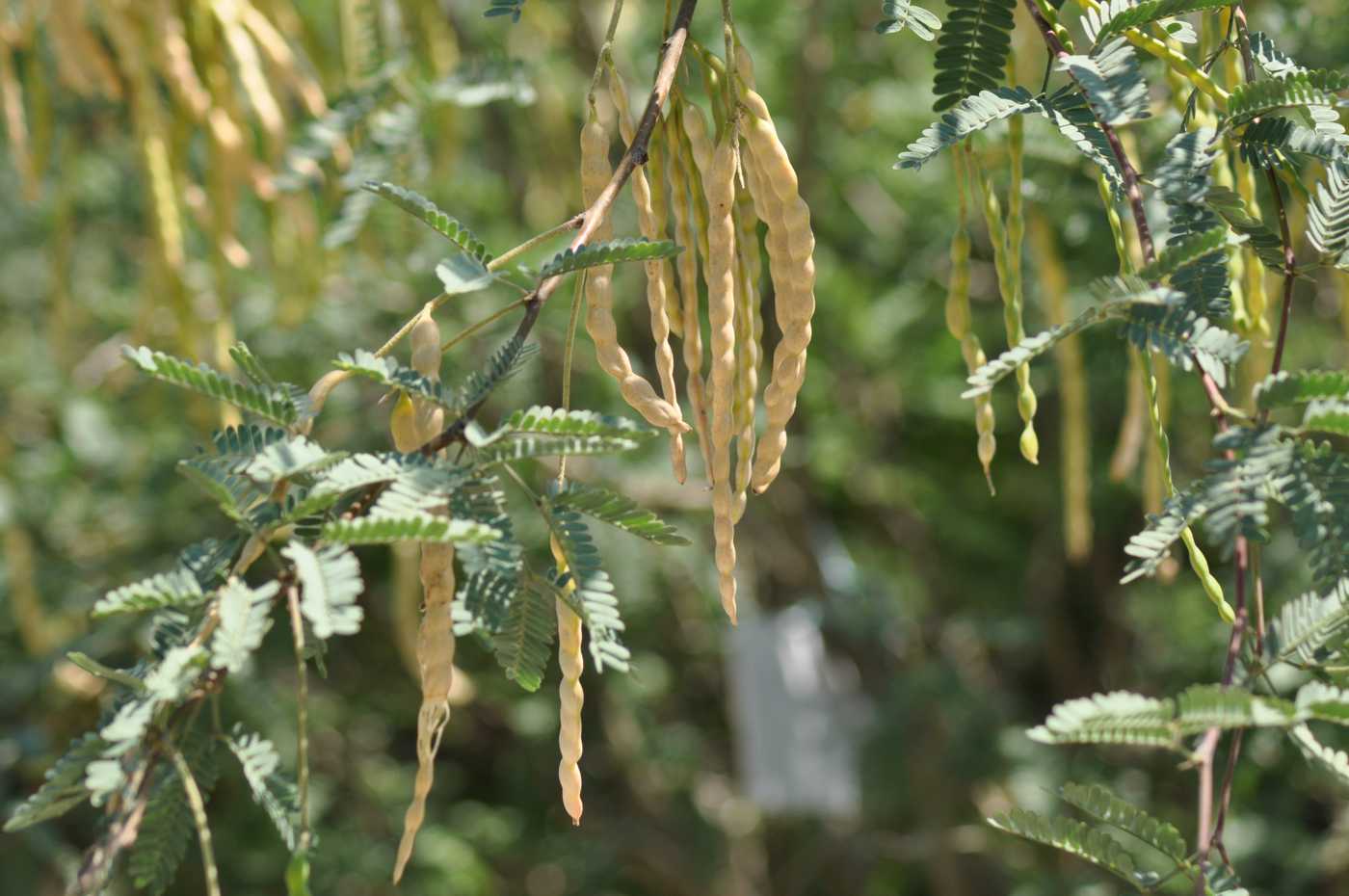 Image of Prosopis juliflora specimen.