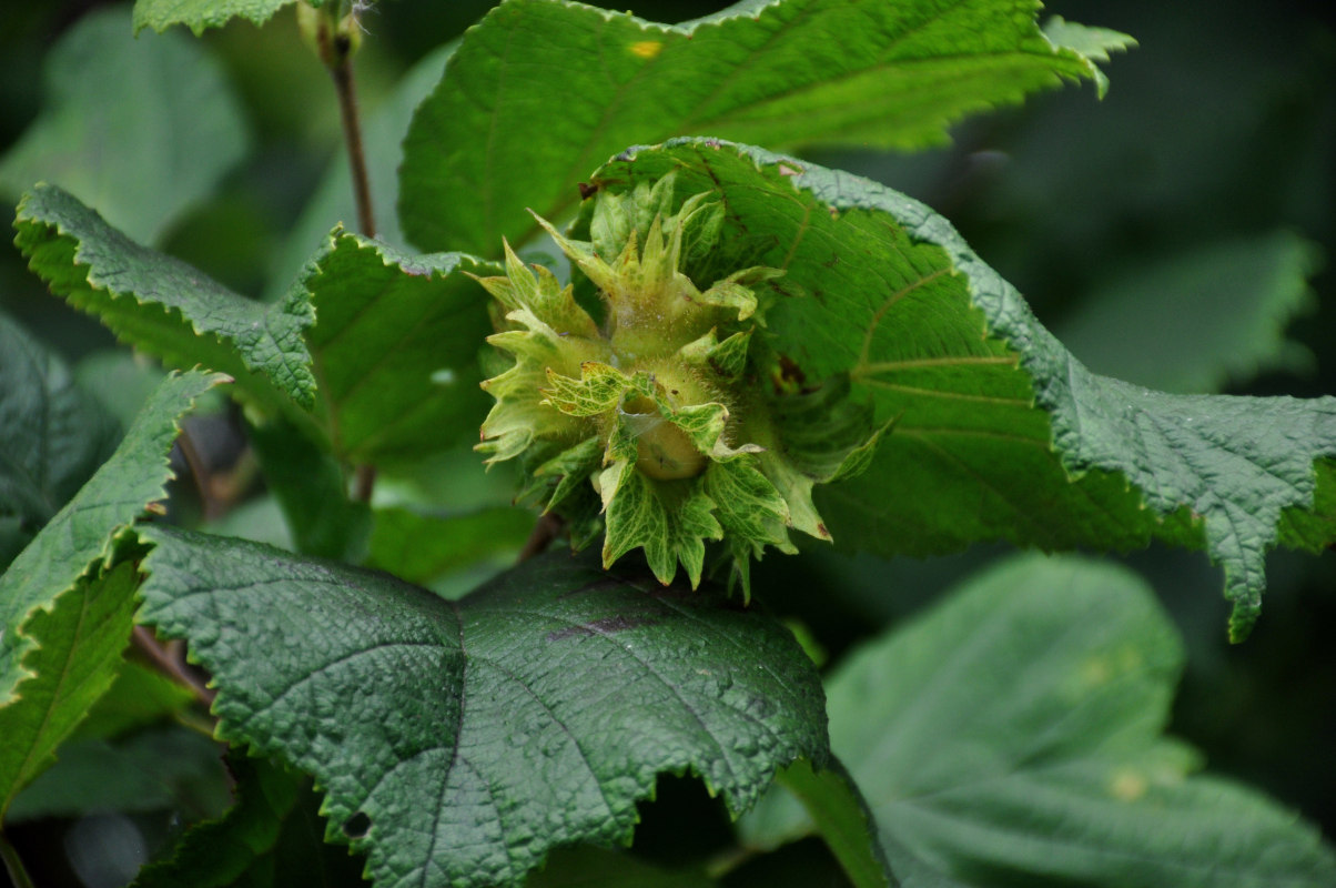 Изображение особи Corylus heterophylla.