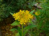 Смотреть изображение Aizopsis baicalensis