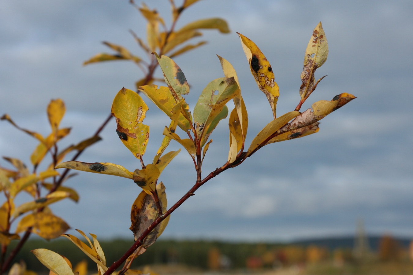 Изображение особи Salix phylicifolia.