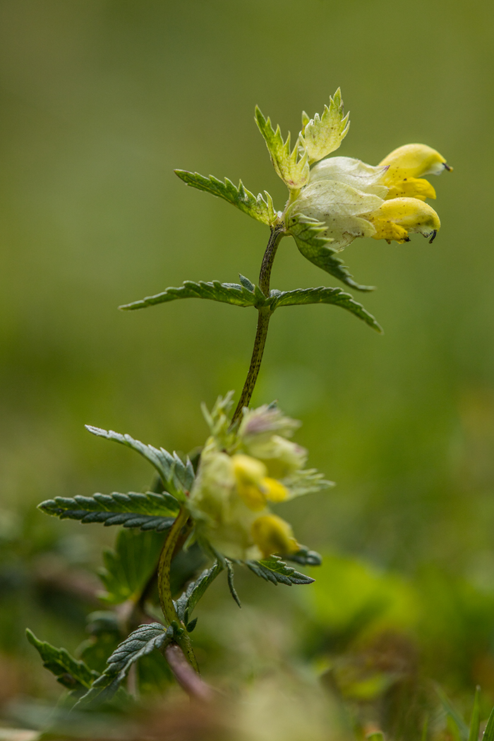 Изображение особи Rhinanthus minor.