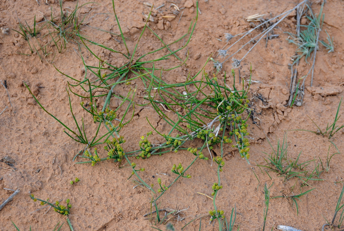 Image of genus Ephedra specimen.