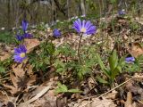 Anemone banketovii. Цветущие растения. Краснодарский край, м/о г. Новороссийск, гора Рябкова, ≈ 500 м н.у.м., дубово-грабовый лес. 19.04.2020.