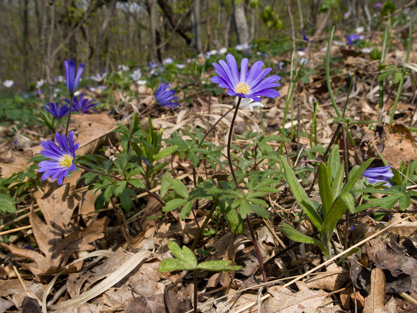 Изображение особи Anemone banketovii.