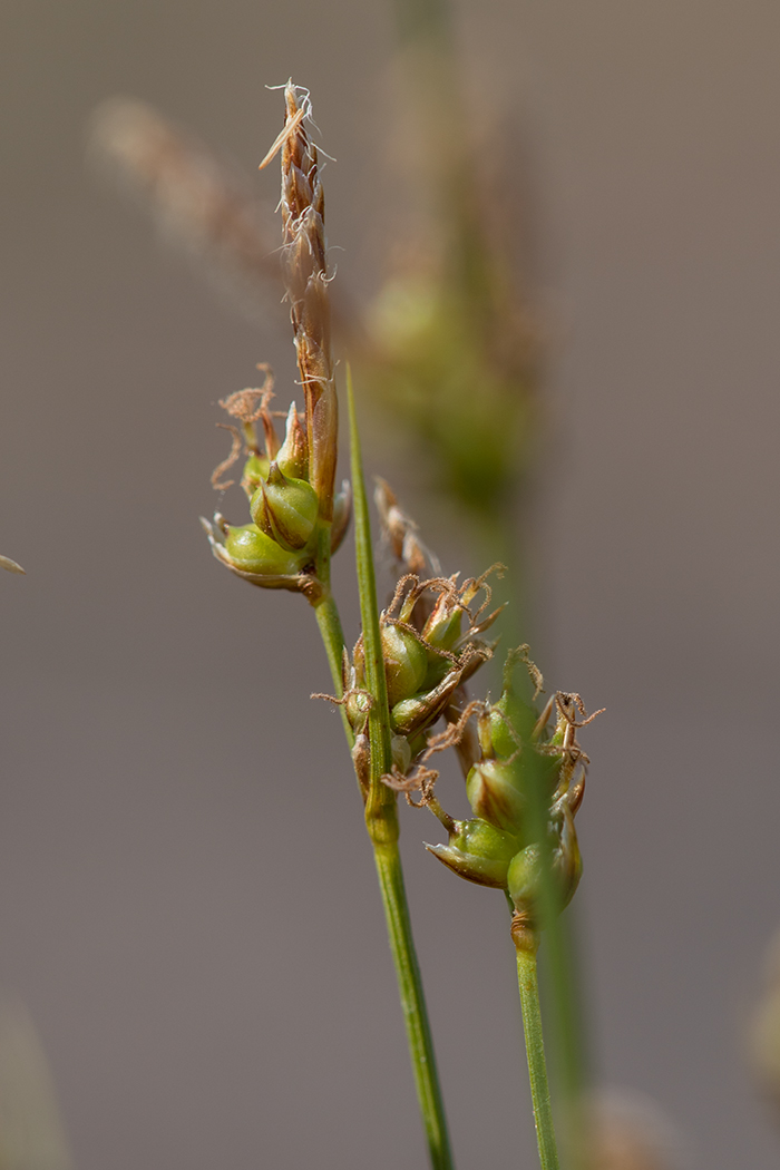 Image of Carex supina specimen.