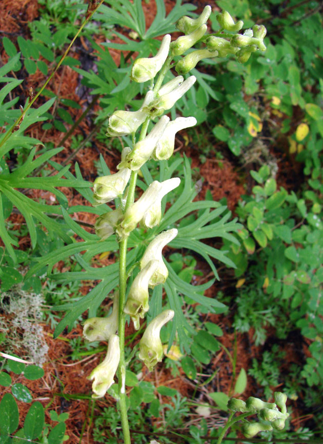 Image of Aconitum barbatum specimen.