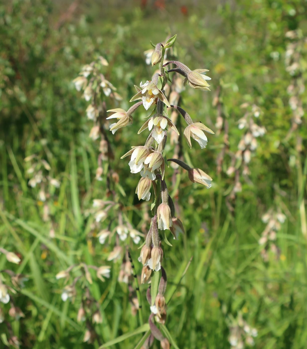 Image of Epipactis palustris specimen.