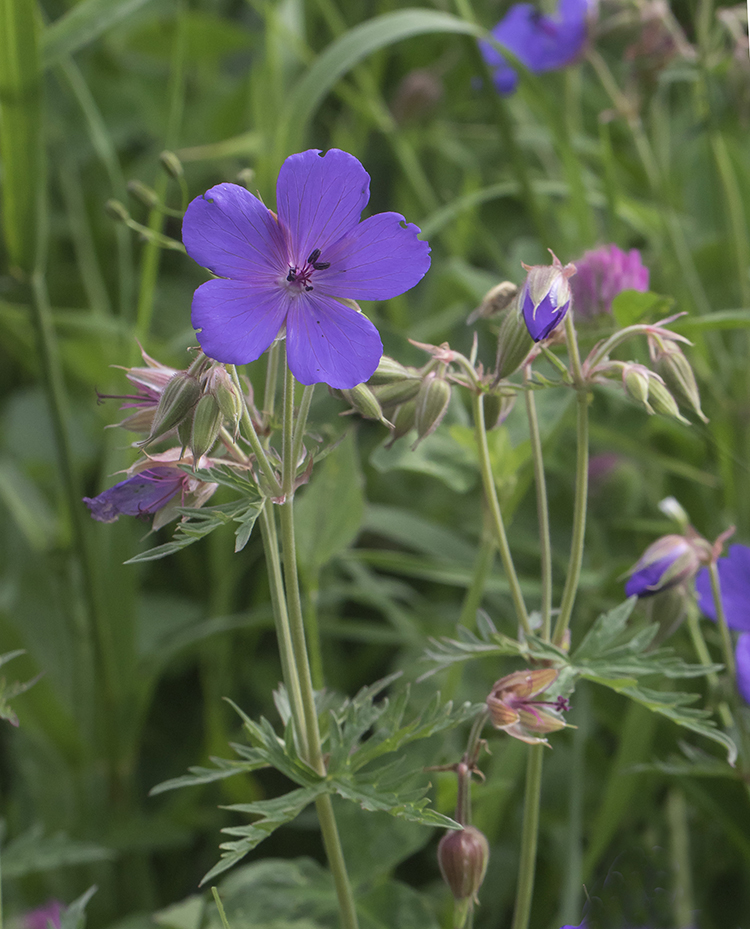 Изображение особи Geranium ruprechtii.