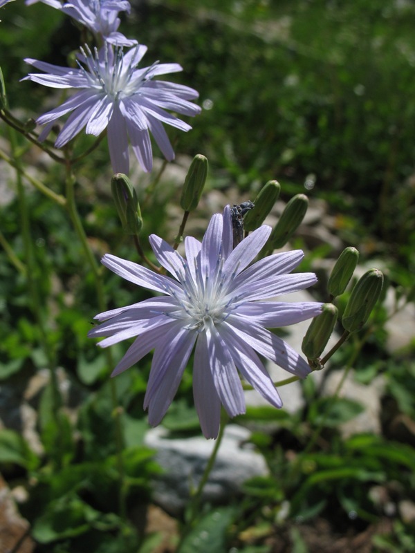 Image of Lactuca tatarica specimen.