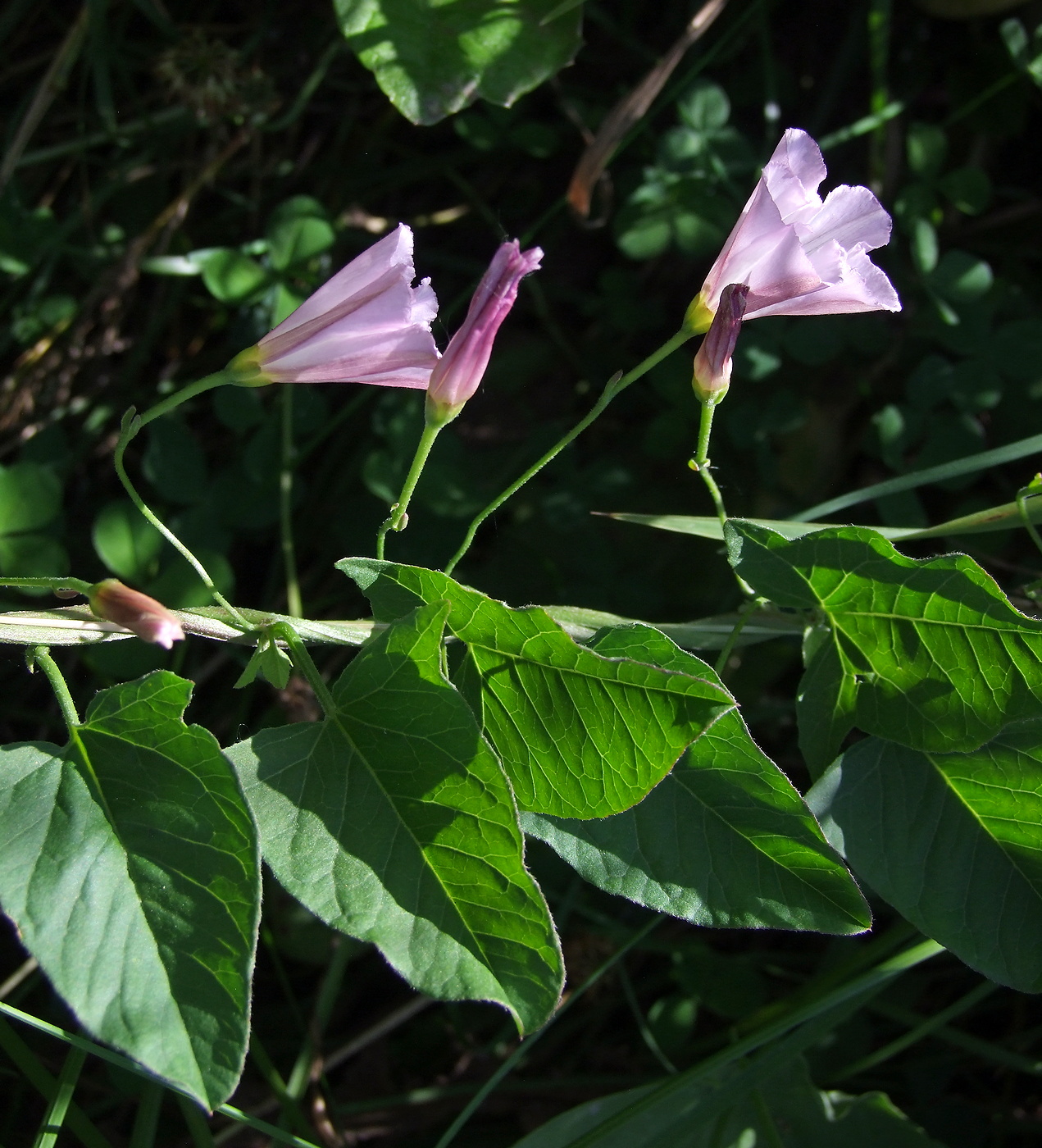 Image of Convolvulus arvensis specimen.