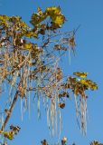 Catalpa bignonioides. Верхушка ветви с плодами и листьями в осенней окраске. Крым, Симферополь, в культуре. 28.10.2021.