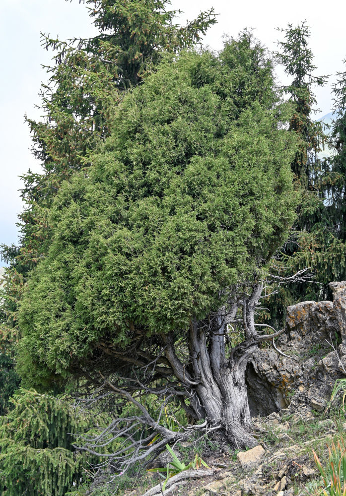 Изображение особи род Juniperus.