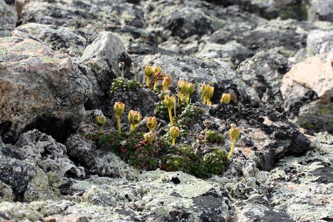 Image of Diapensia lapponica specimen.