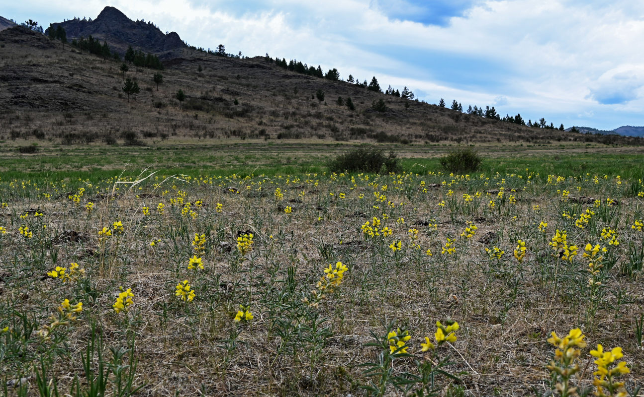 Image of Thermopsis lanceolata specimen.