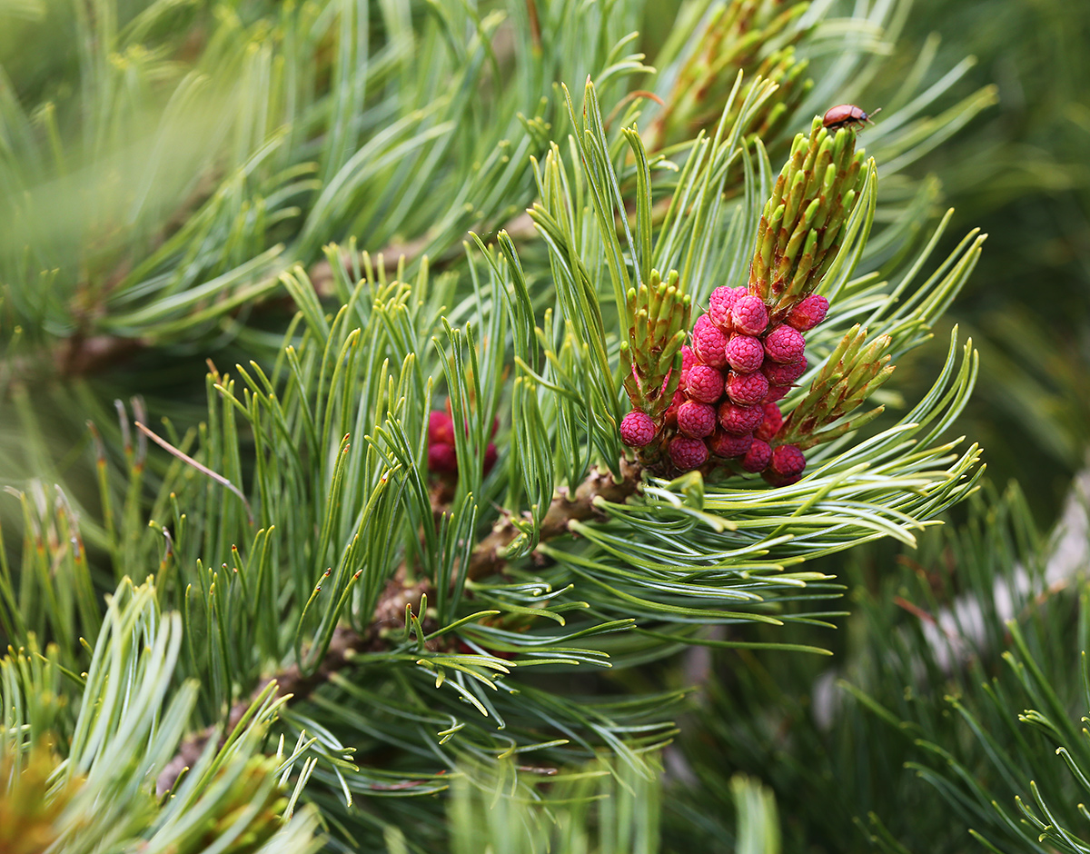 Image of Pinus pumila specimen.