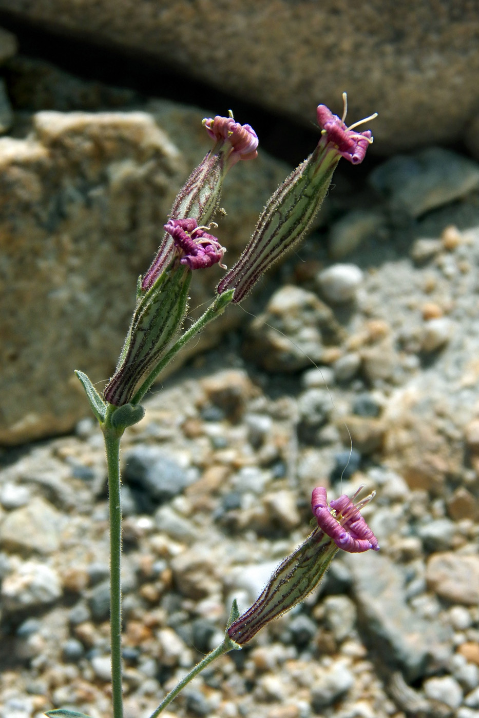 Изображение особи Silene microphylla.