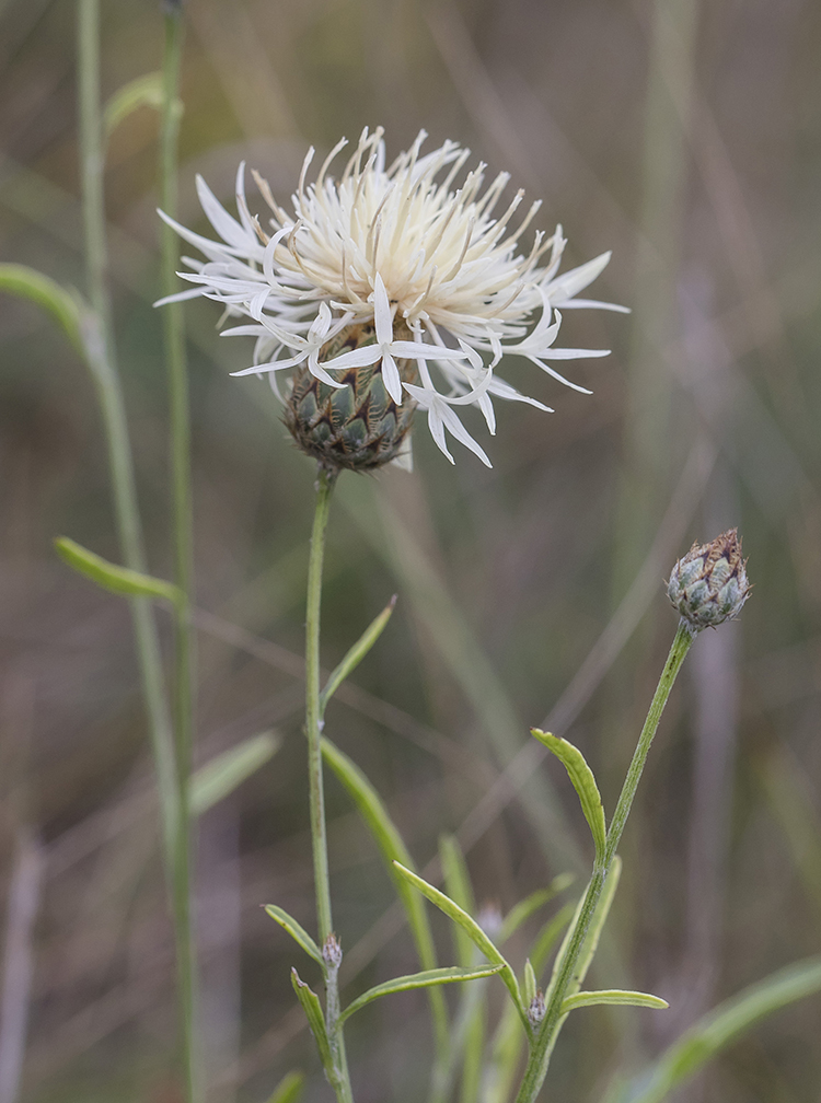 Image of Centaurea rigidifolia specimen.