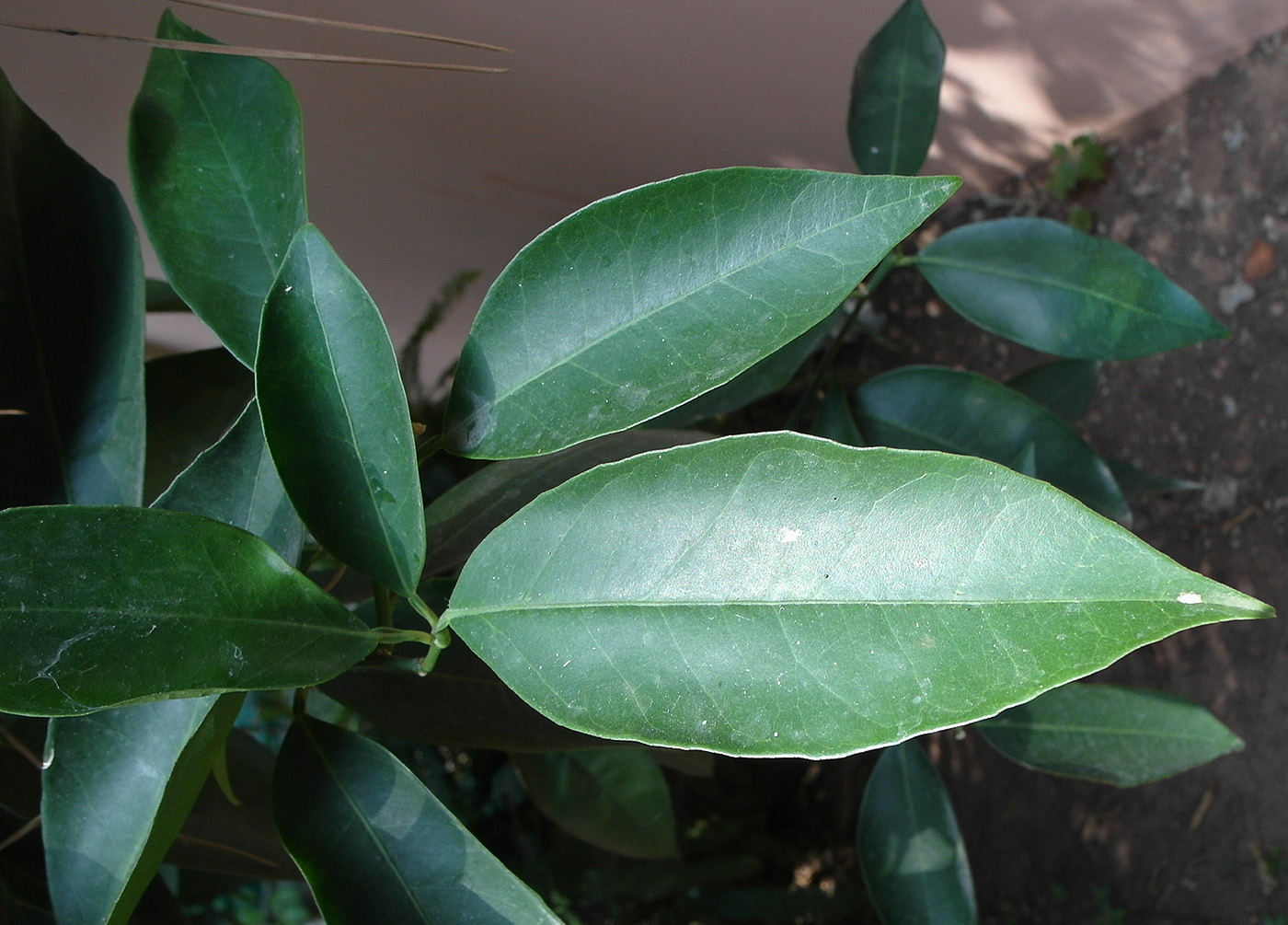 Image of Citrus reticulata specimen.