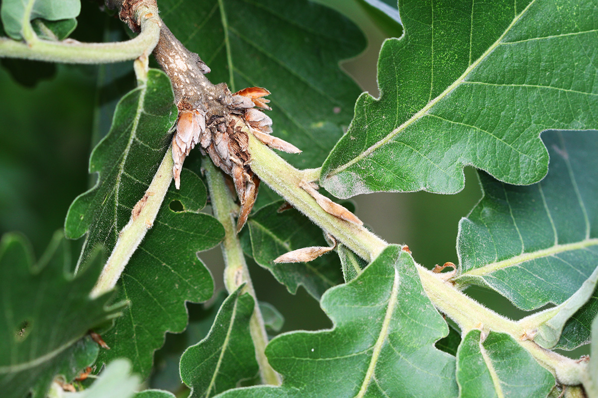 Image of Quercus dentata specimen.