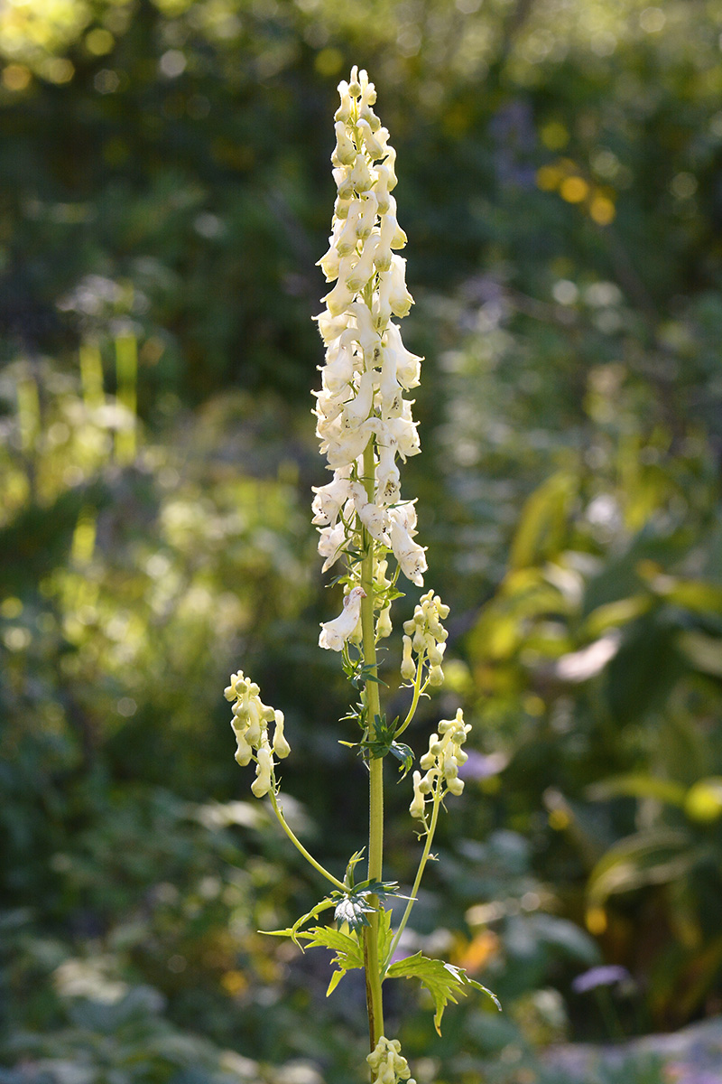 Изображение особи Aconitum orientale.