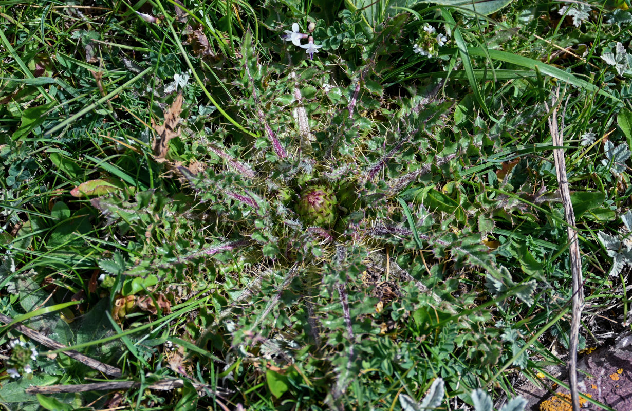 Image of Cirsium esculentum specimen.