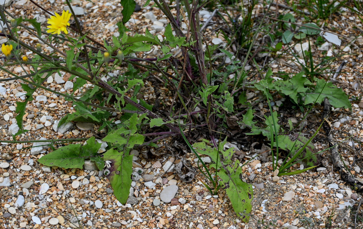 Image of Crepis sonchifolia specimen.