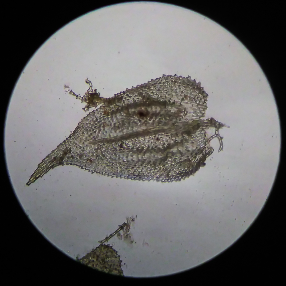 Image of Thuidium recognitum specimen.